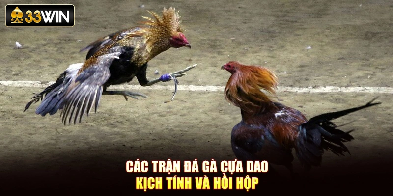 Các trận đá gà cựa dao kịch tính và hồi hộp