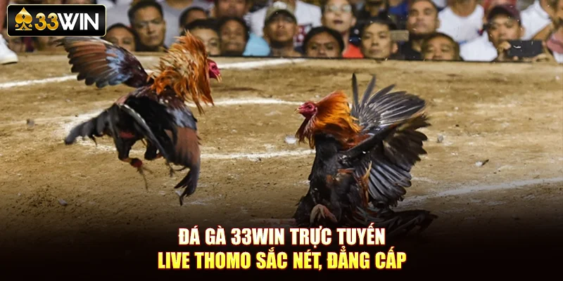 Đá Gà 33Win Trực Tuyến - Live Thomo Sắc Nét, Đẳng Cấp