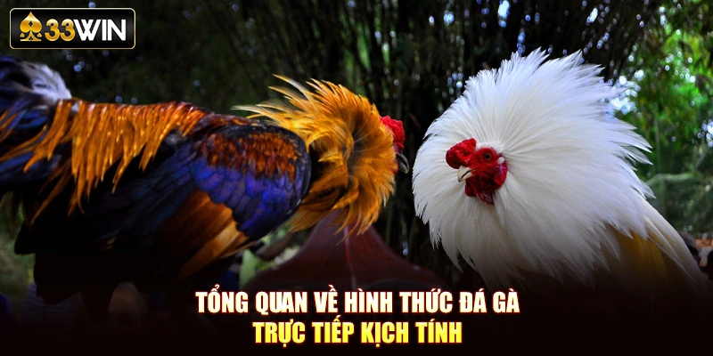 Tổng quan về hình thức đá gà trực tiếp kịch tính